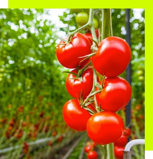 Tomate